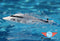 ProBoat Jet Jam 12" Pool Racer, White: RTR